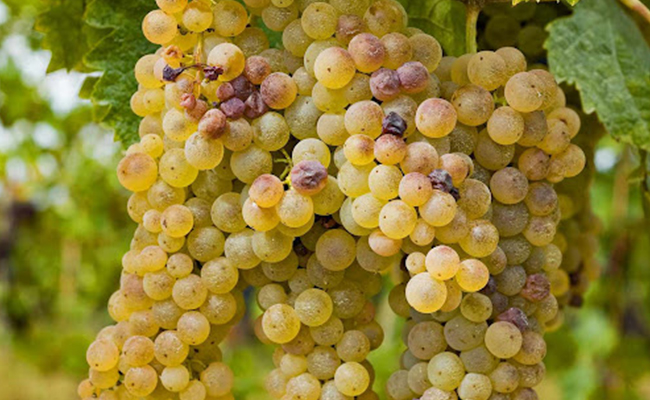 Champagne Grapes